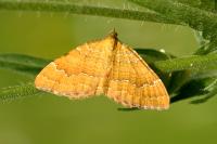 Camptogramma bilineata