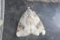 Pseudeustrotia candidula