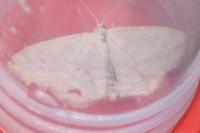 Scopula immutata