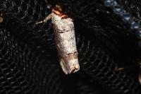 Phalera bucephala