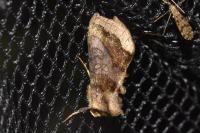 Diachrysia chrysitis