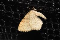 Euchoeca nebulata