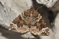 Eulithis prunata