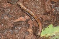 Ennomos quercinaria