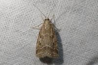 Eudonia pallida