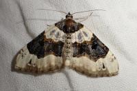 Cosmorhoe ocellata