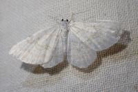 Asthena albulata