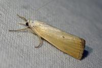 Xanthocrambus saxonellus