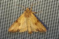 Apamea sublustris
