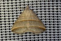 Colobochyla salicalis