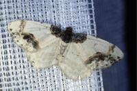 Ligdia adustata
