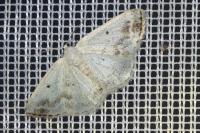 Lomographa temerata