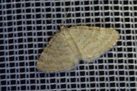 Perizoma albulata