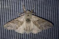 Calliteara pudibunda