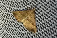 Hypena proboscidalis