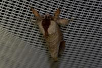 Clostera curtula