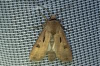 Agrotis exclamationis exclamationis