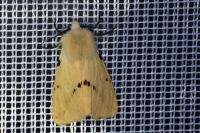 Spilarctia lutea