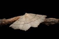Gerinia honoraria