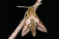 Hyles euphorbiae