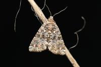 Callopistria latreillei