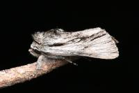 Calophasia platyptera