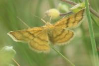 Cleta filacearia