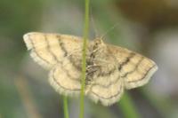 Cleta filacearia