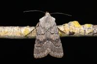 Agrotis cinerea