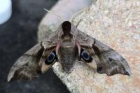Smerinthus ocellatus ocellatus