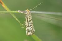 Chrysocramboides craterellus
