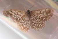 Scopula tessellaria