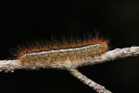 Malacosoma castrense