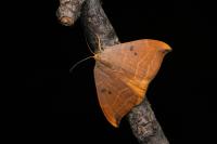 Watsonalla binaria