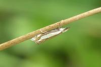 Crambus pascuella