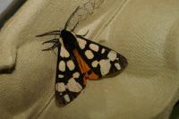 Arctia villica