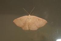 Cyclophora puppillaria