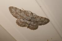 Hypomecis punctinalis