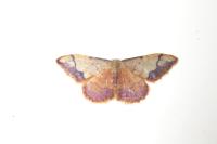Idaea ostrinaria