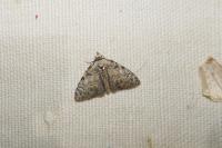 Meganola strigula