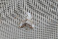 Nola infantula