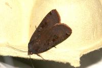 Noctua pronuba
