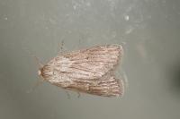 Pachycnemia hippocastanaria hippocastanaria