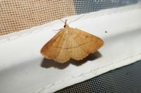 Paracolax tristalis