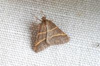 Perigune narbonea