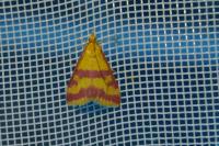 Pyrausta sanguinalis