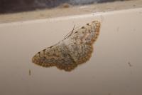 Scopula submutata roseonitens