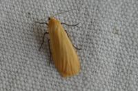 Wittia sororcula
