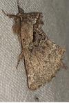 Rhegmatophila alpina