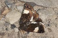 Tyta luctuosa